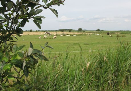 Natur pur Natur pur